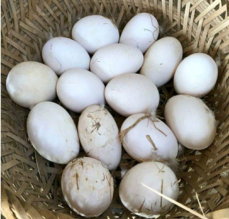 大鹅蛋