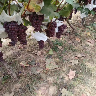 陕西大荔夏黑葡萄大量上市中，欢迎各大电商微商前来产地采购