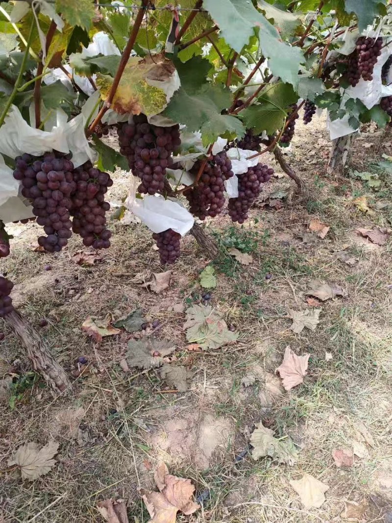 陕西大荔夏黑葡萄大量上市中，欢迎各大电商微商前来产地采购