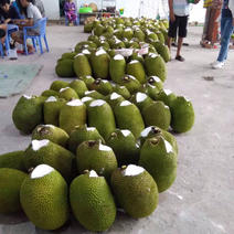 越南红心菠萝蜜分为特级，1级2级3级4级五个级别