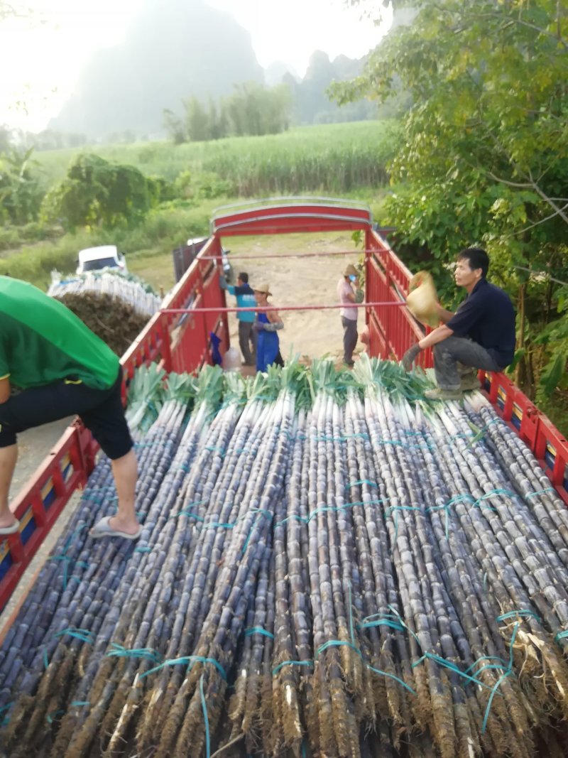 热卖区(广西甘蔗)基地直供，回程车免费提供。