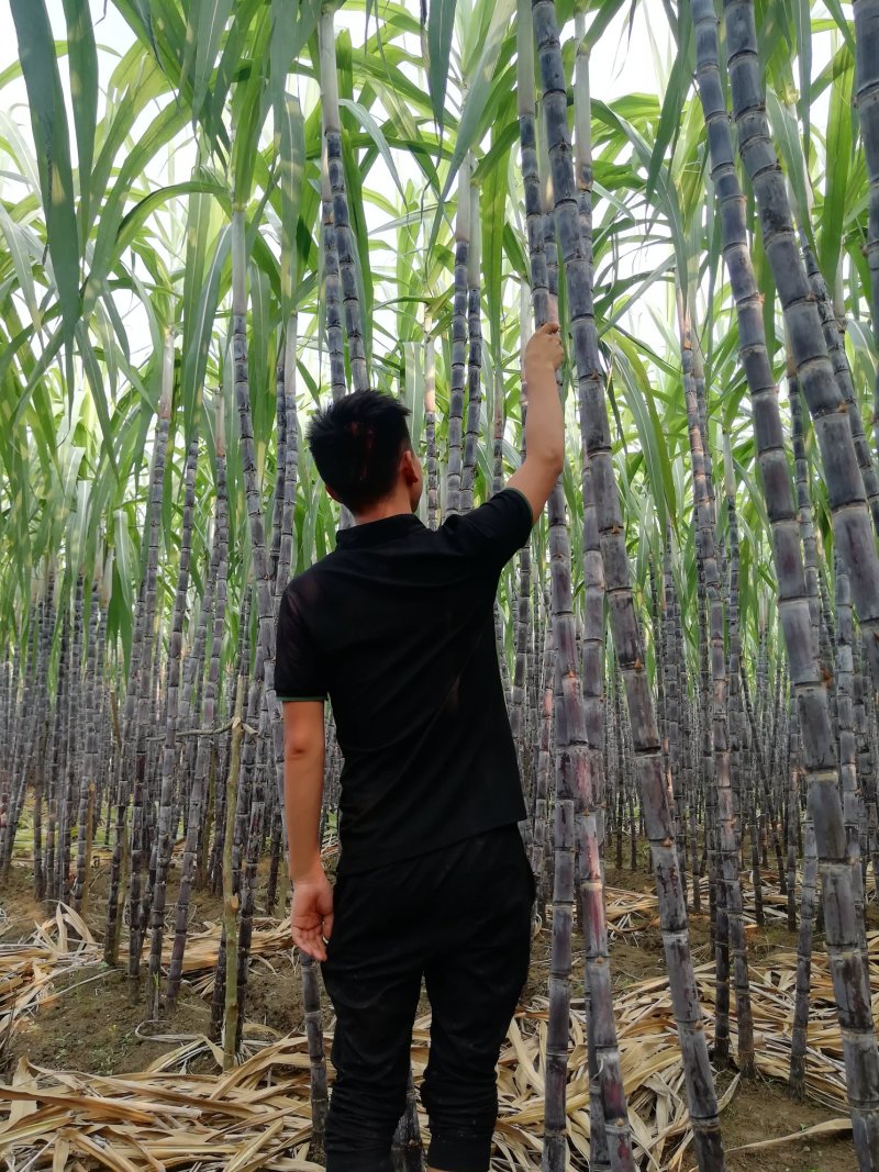 热卖区(广西甘蔗)基地直供，回程车免费提供。