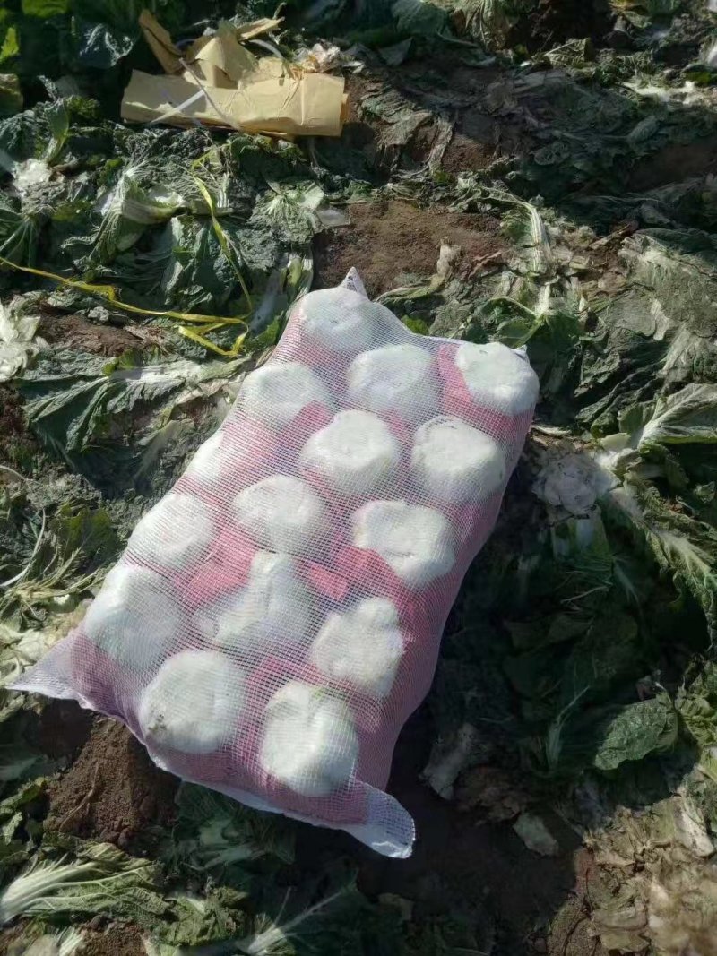 辽宁凌海黄心大白菜上市中，品种多，欢迎大家前来