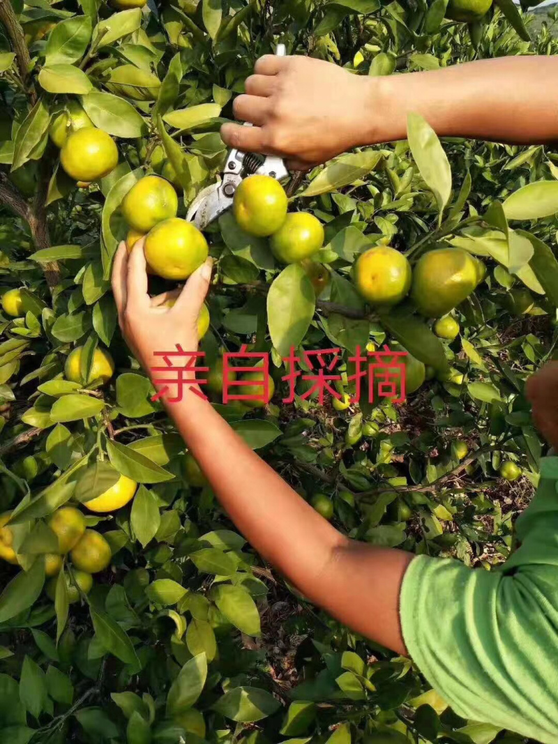 云南蜜橘