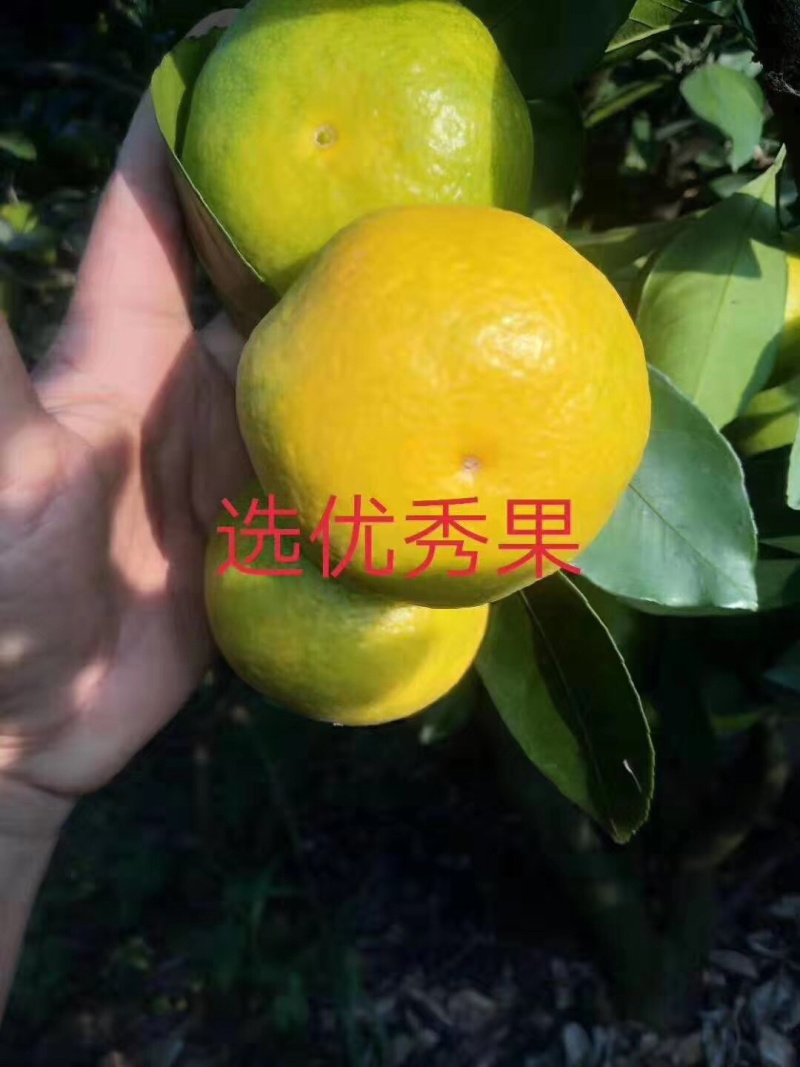 云南蜜橘