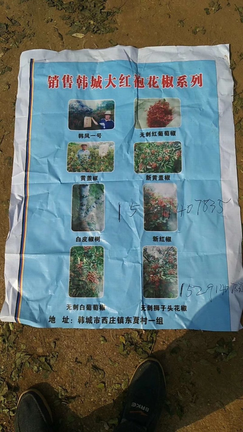 花椒苗，大红袍，狮子头。黄盖