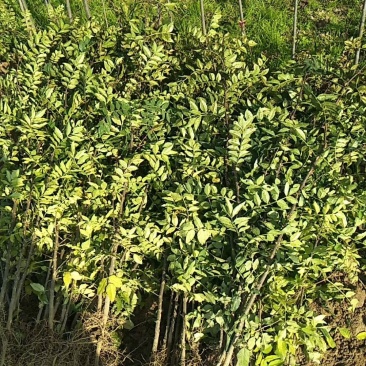 花椒苗，大红袍，狮子头。黄盖
