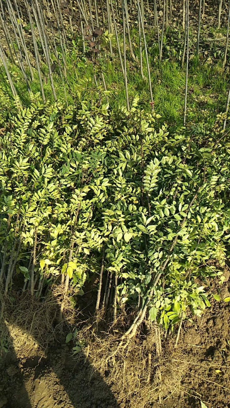 花椒苗，大红袍，狮子头。黄盖
