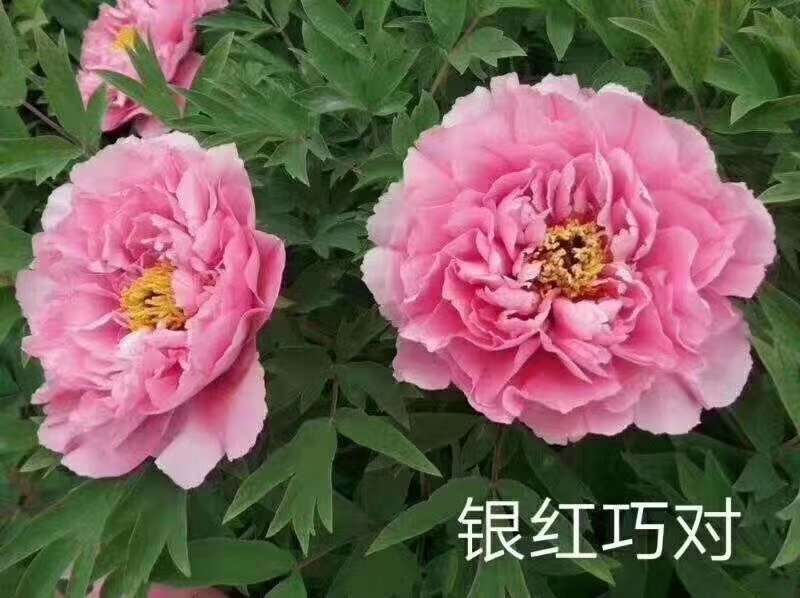 精品观赏牡丹菏泽基地直发品种多保开花保对版保成活