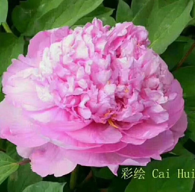 精品观赏牡丹菏泽基地直发品种多保开花保对版保成活