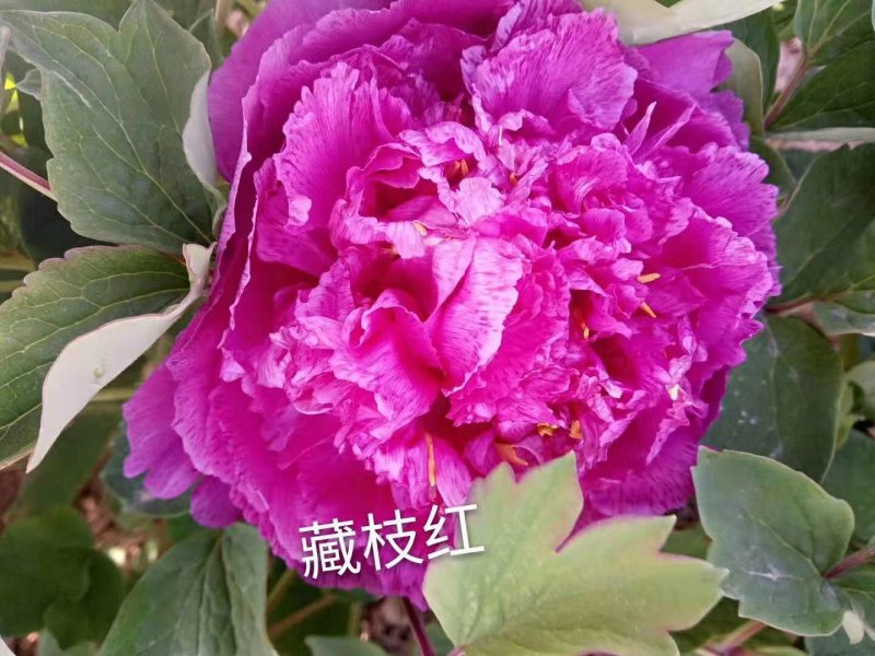 精品观赏牡丹菏泽基地直发品种多保开花保对版保成活