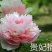 精品观赏牡丹菏泽基地直发品种多保开花保对版保成活