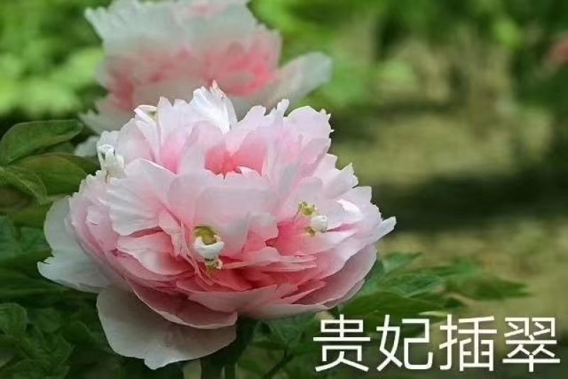 精品观赏牡丹菏泽基地直发品种多保开花保对版保成活