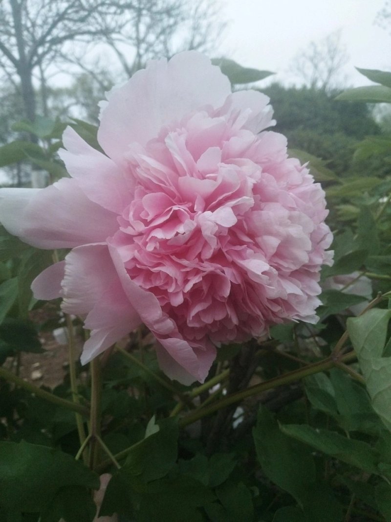 精品观赏牡丹菏泽基地直发品种多保开花保对版保成活