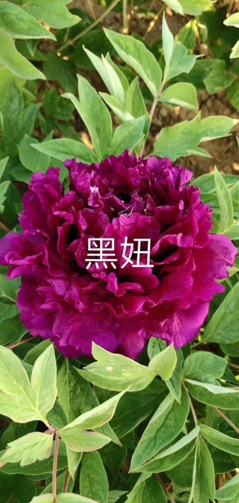 精品观赏牡丹菏泽基地直发品种多保开花保对版保成活