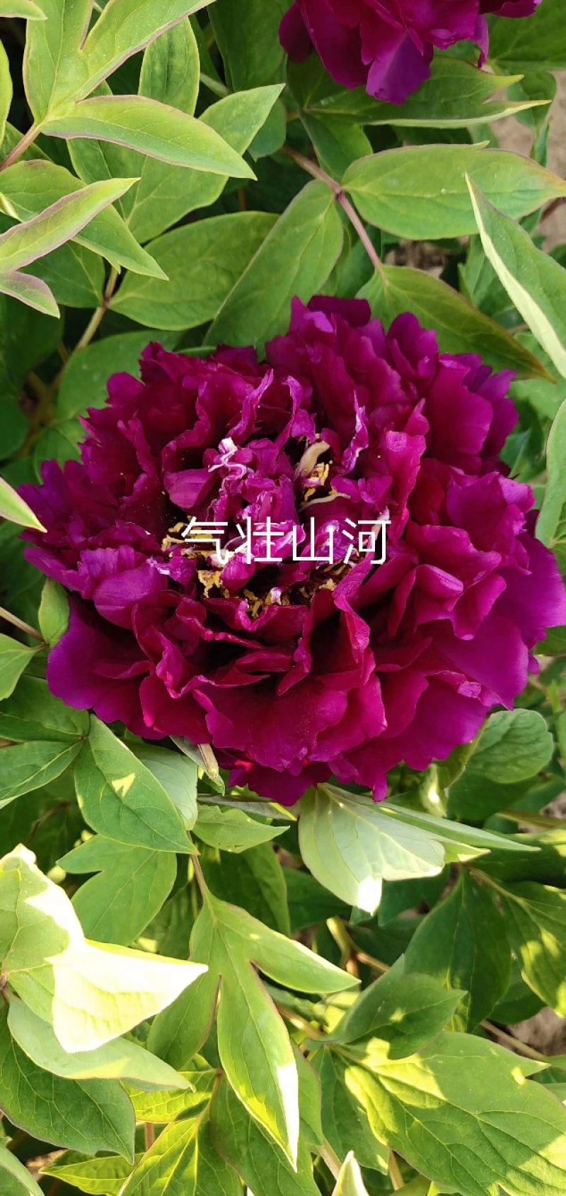精品观赏牡丹菏泽基地直发品种多保开花保对版保成活
