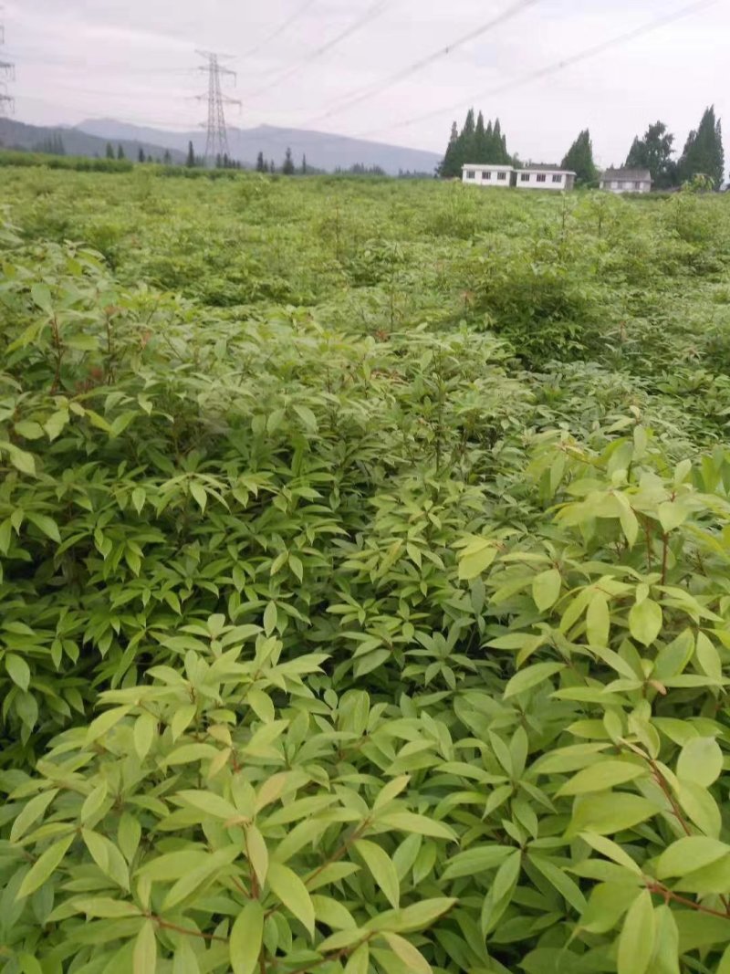 桢楠地苗，杯苗量大，四川省成都市