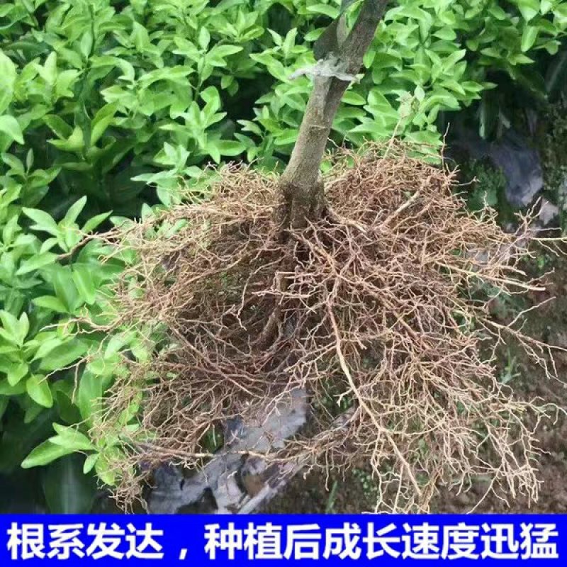 🔥热销【企业认证】沃柑苗包活品种纯可开发票