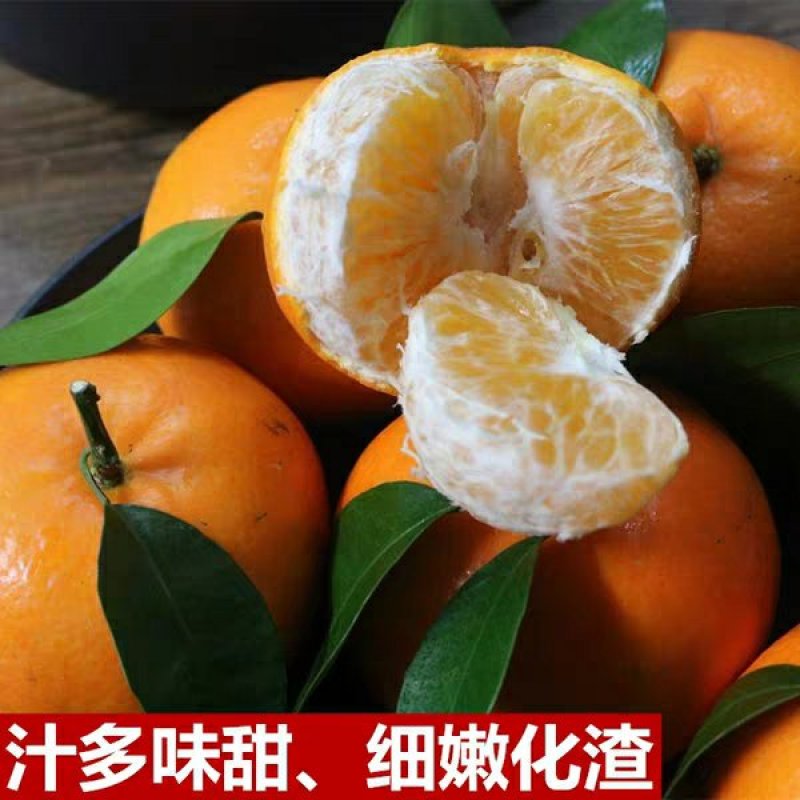 🔥热销【企业认证】沃柑苗包活品种纯可开发票