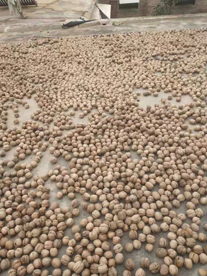 自己家种的核桃树冠核一号新品种皮薄肉多想卖掉。