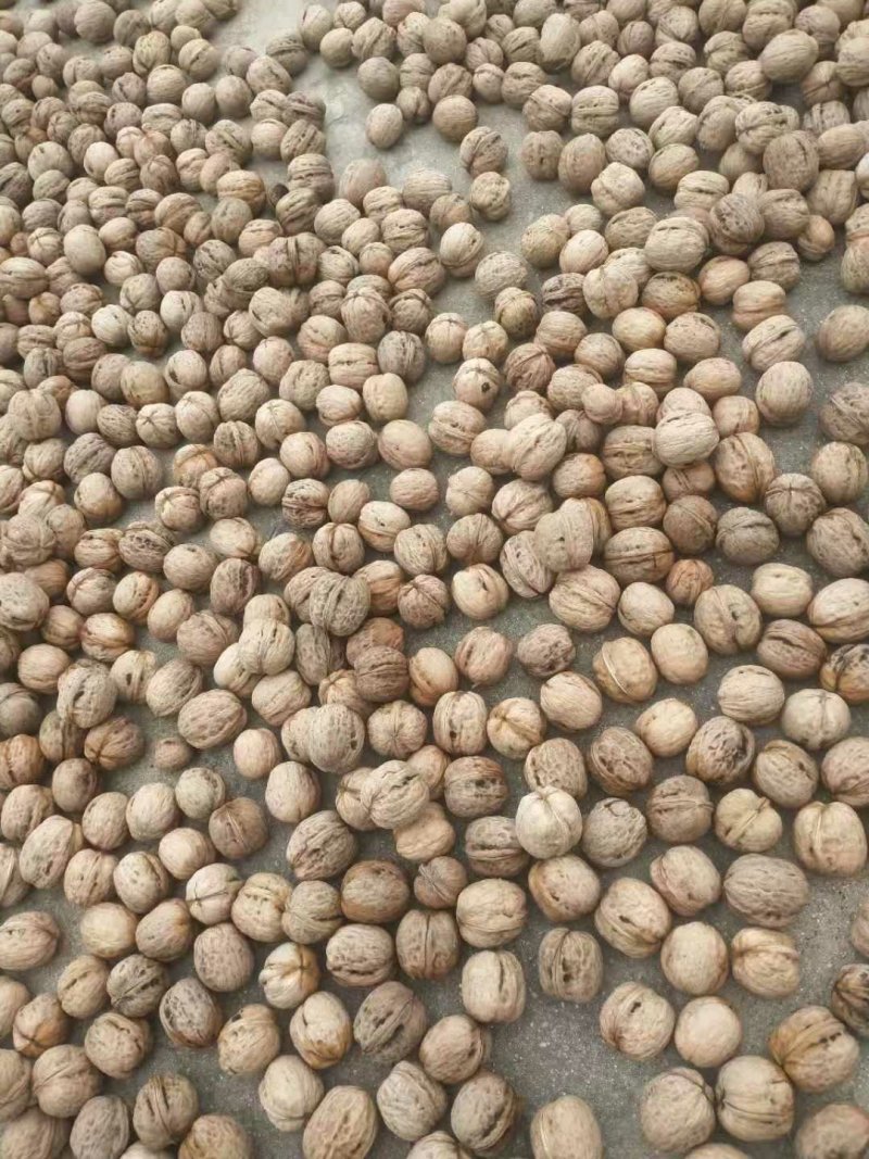 自己家种的核桃树冠核一号新品种皮薄肉多想卖掉。