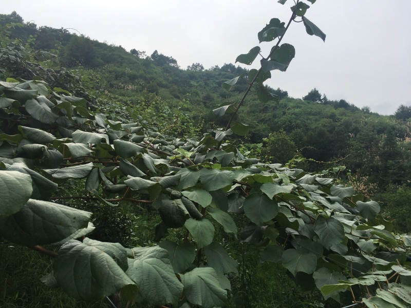 水果白酒，绍兴黄酒，