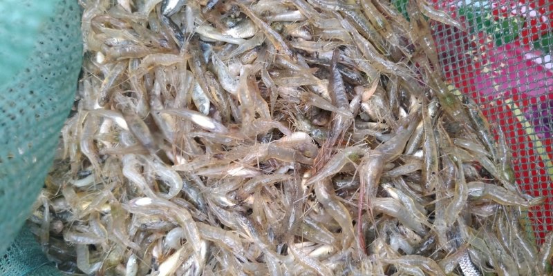 原生态淡水河虾，朱赵新河水产！可合作养殖！
