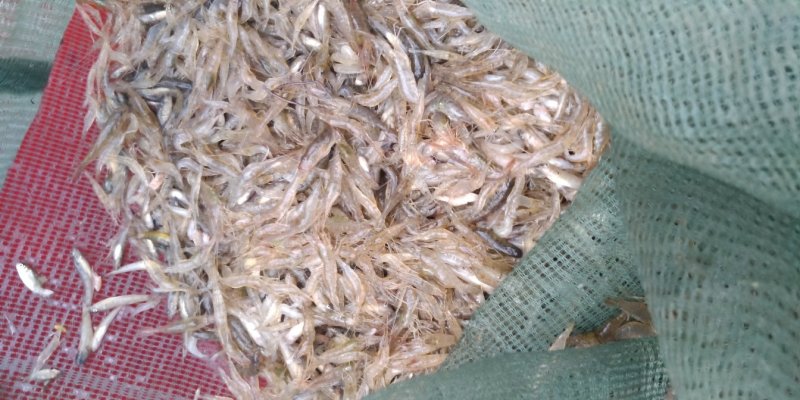 原生态淡水河虾，朱赵新河水产！可合作养殖！