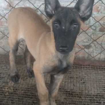 马犬