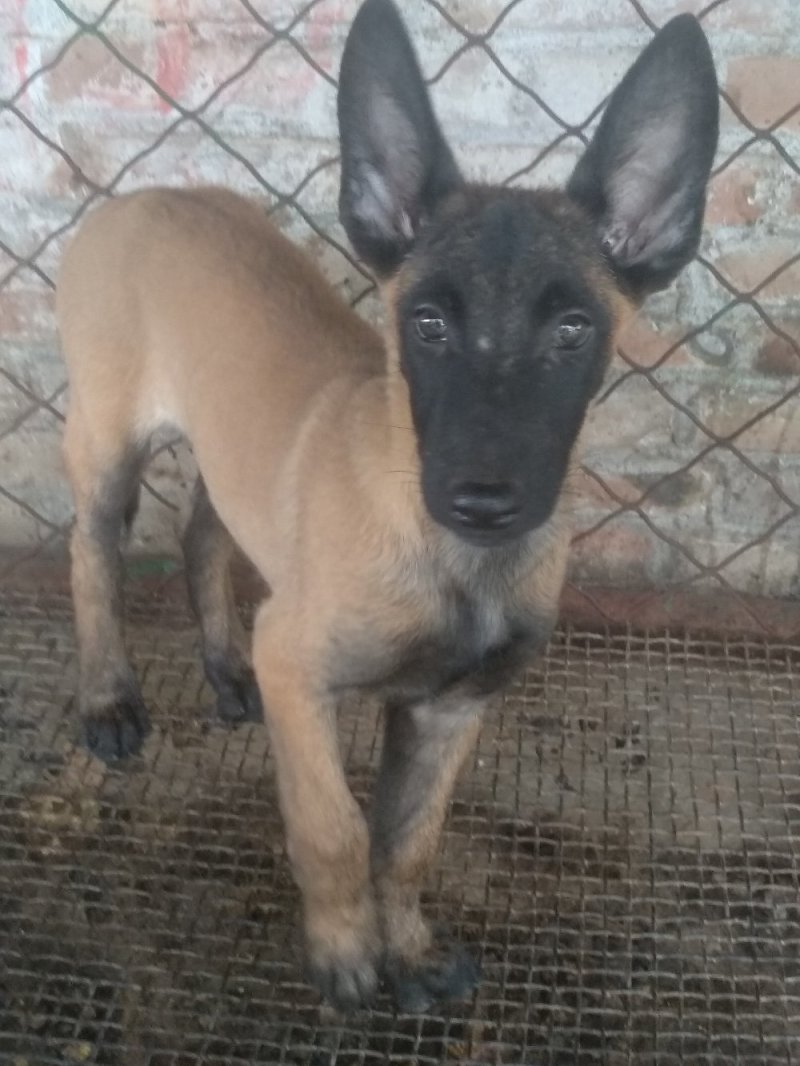 马犬