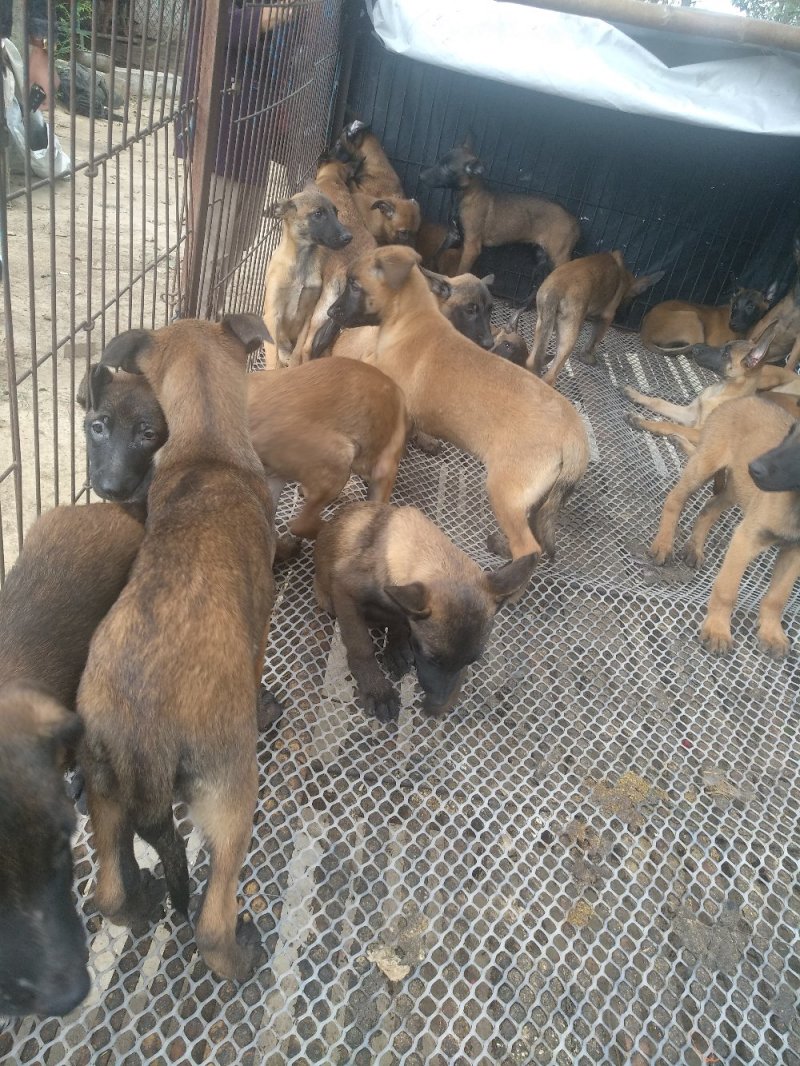 马犬