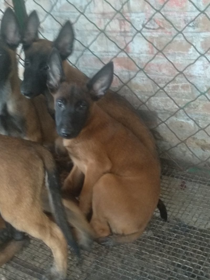 马犬