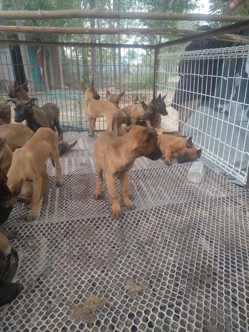 马犬