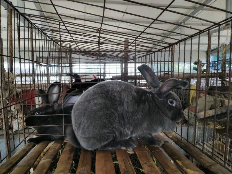 比利时野兔