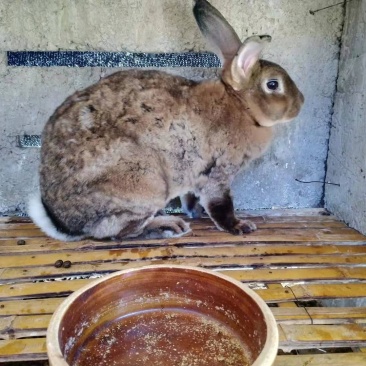比利时野兔