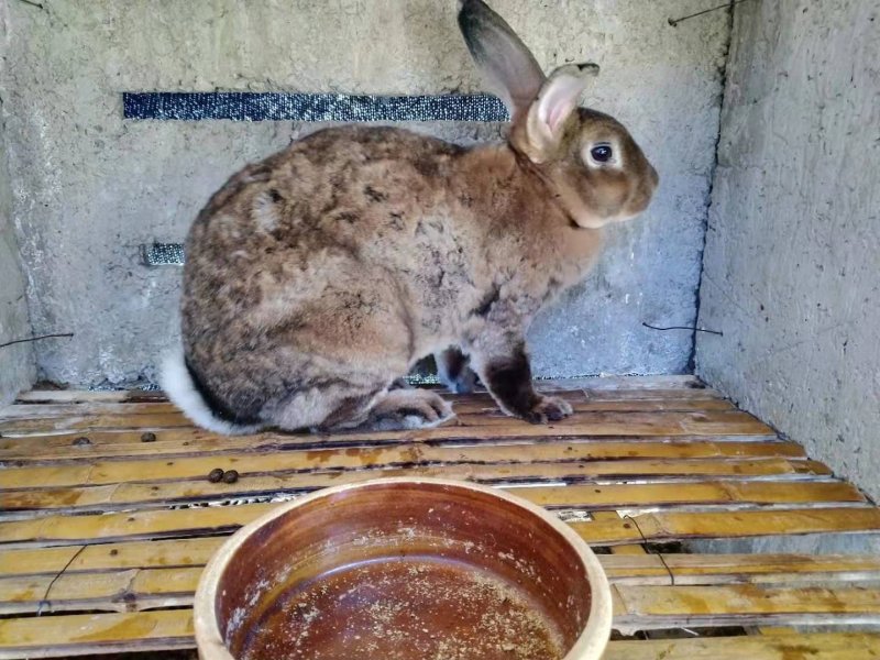比利时野兔