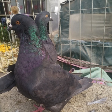 信鸽价格元宝鸽价格