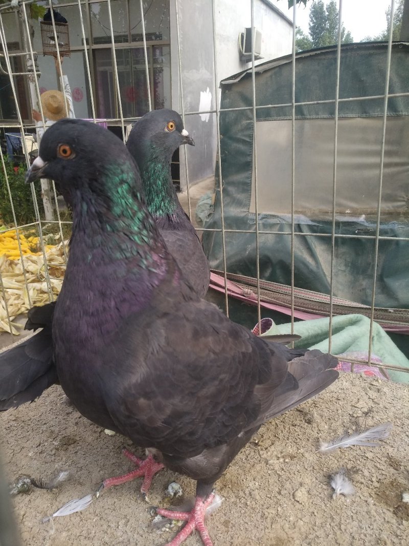 信鸽价格元宝鸽价格