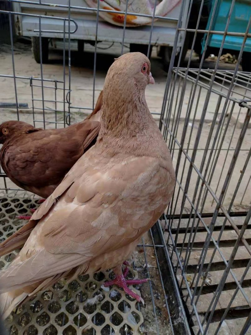 信鸽价格元宝鸽价格