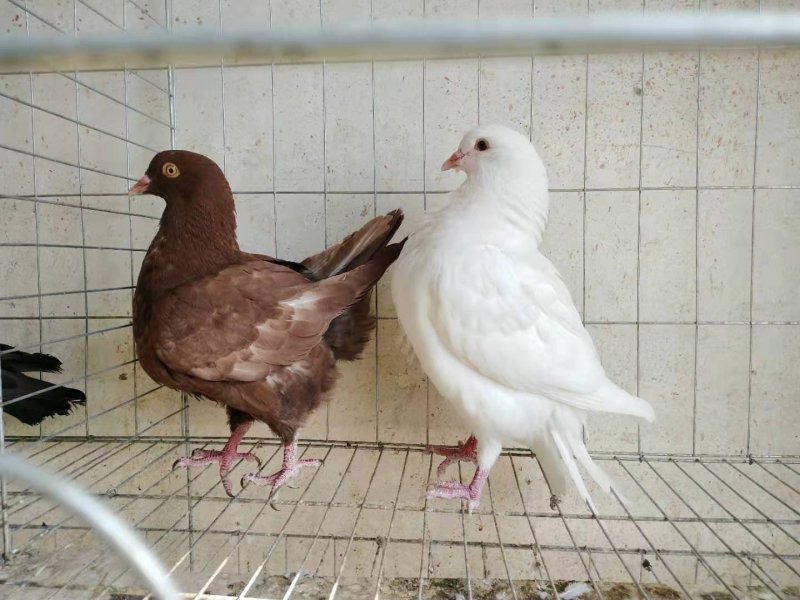 信鸽价格元宝鸽价格