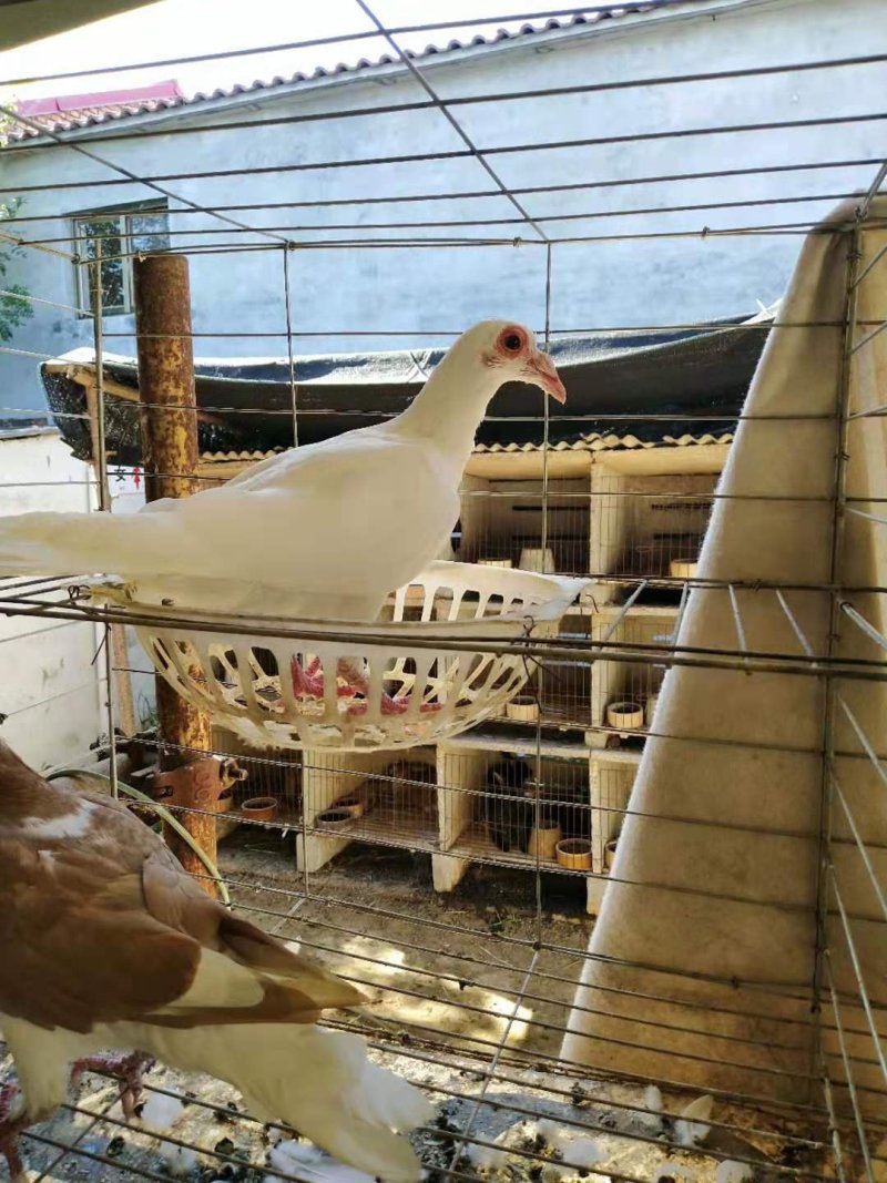 信鸽价格元宝鸽价格