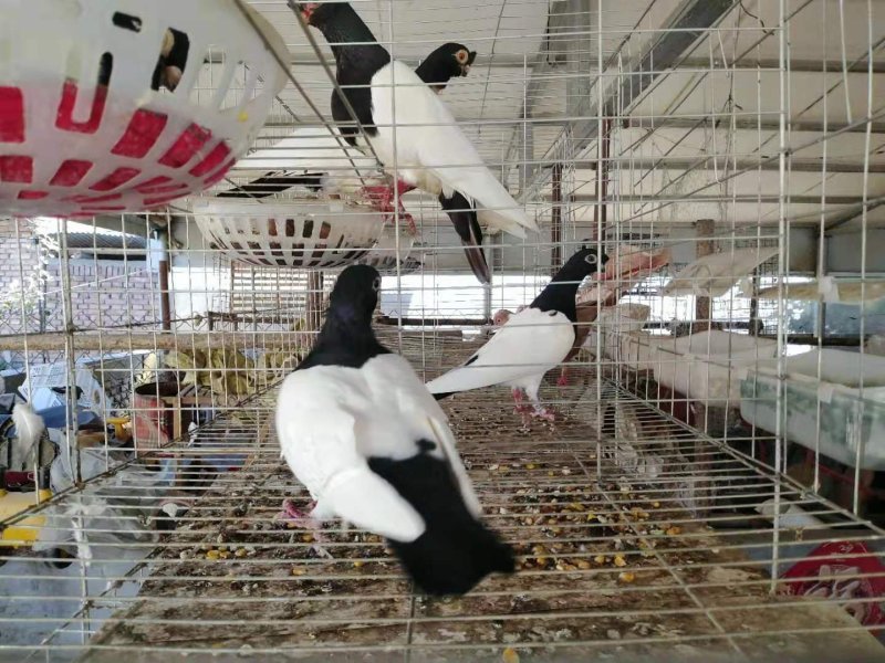 信鸽价格元宝鸽价格
