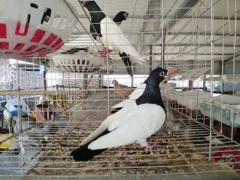 信鸽价格元宝鸽价格