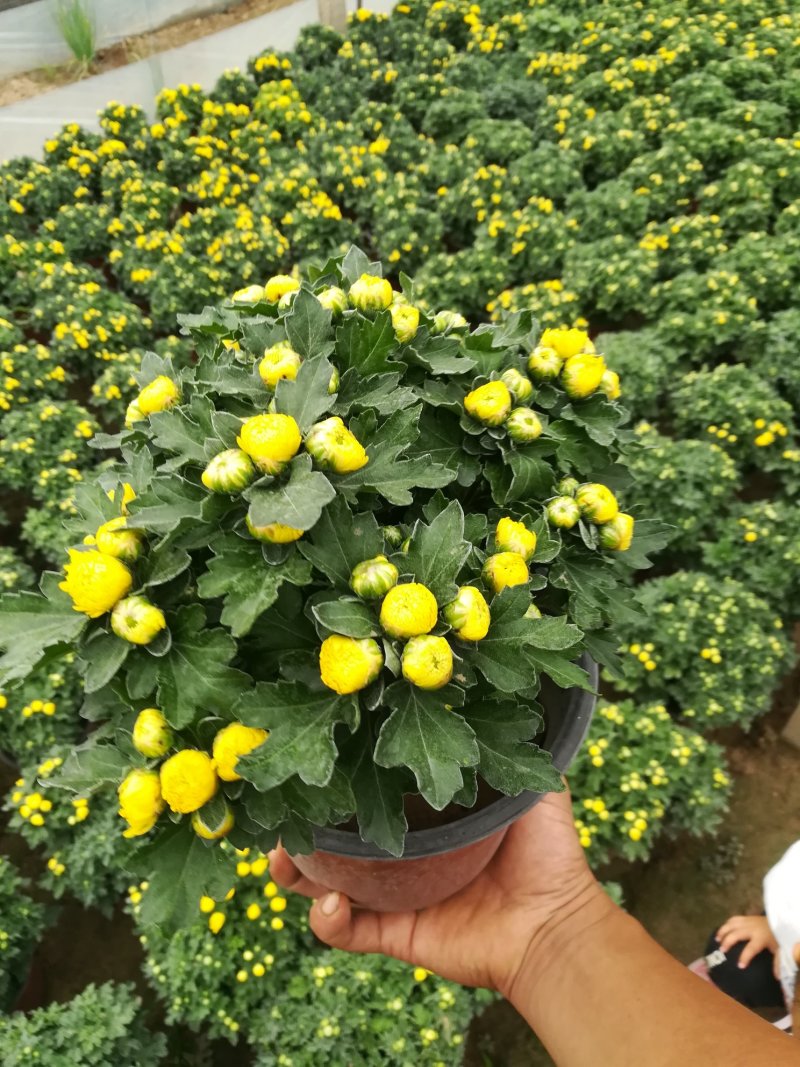 千头菊大量现货红色黄色两种颜色