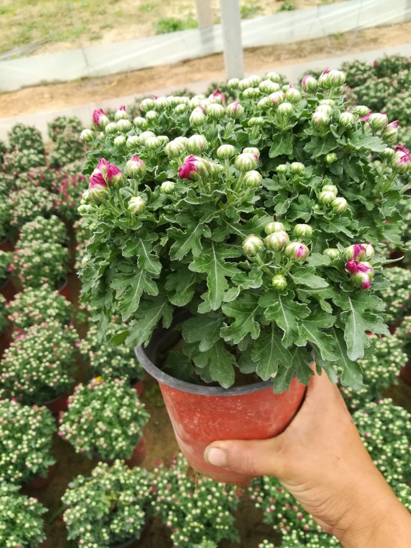 千头菊大量现货红色黄色两种颜色