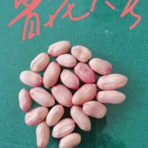 鲁花八号花生米，产地直发，山东省邹城市香城镇，