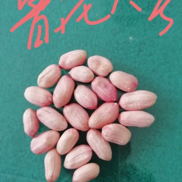鲁花八号花生米，产地直发，山东省邹城市香城镇，
