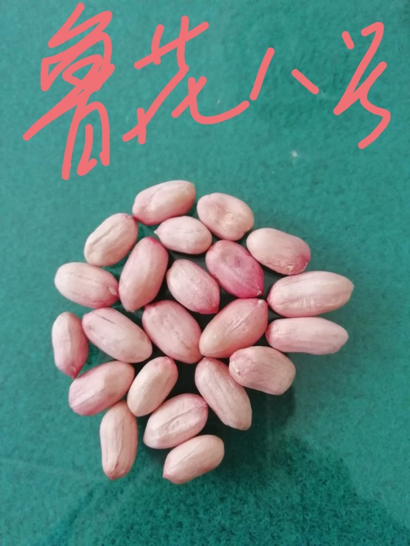 鲁花八号花生米，产地直发，山东省邹城市香城镇，