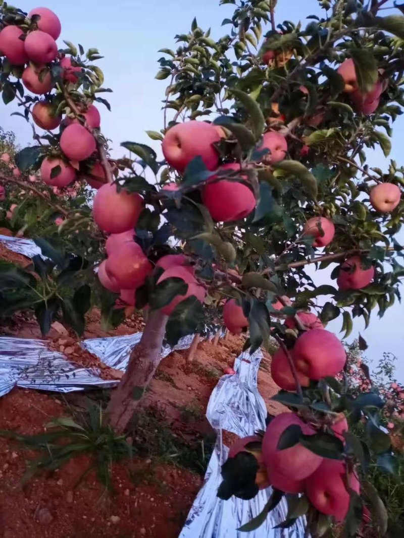 绥中寒富苹果
