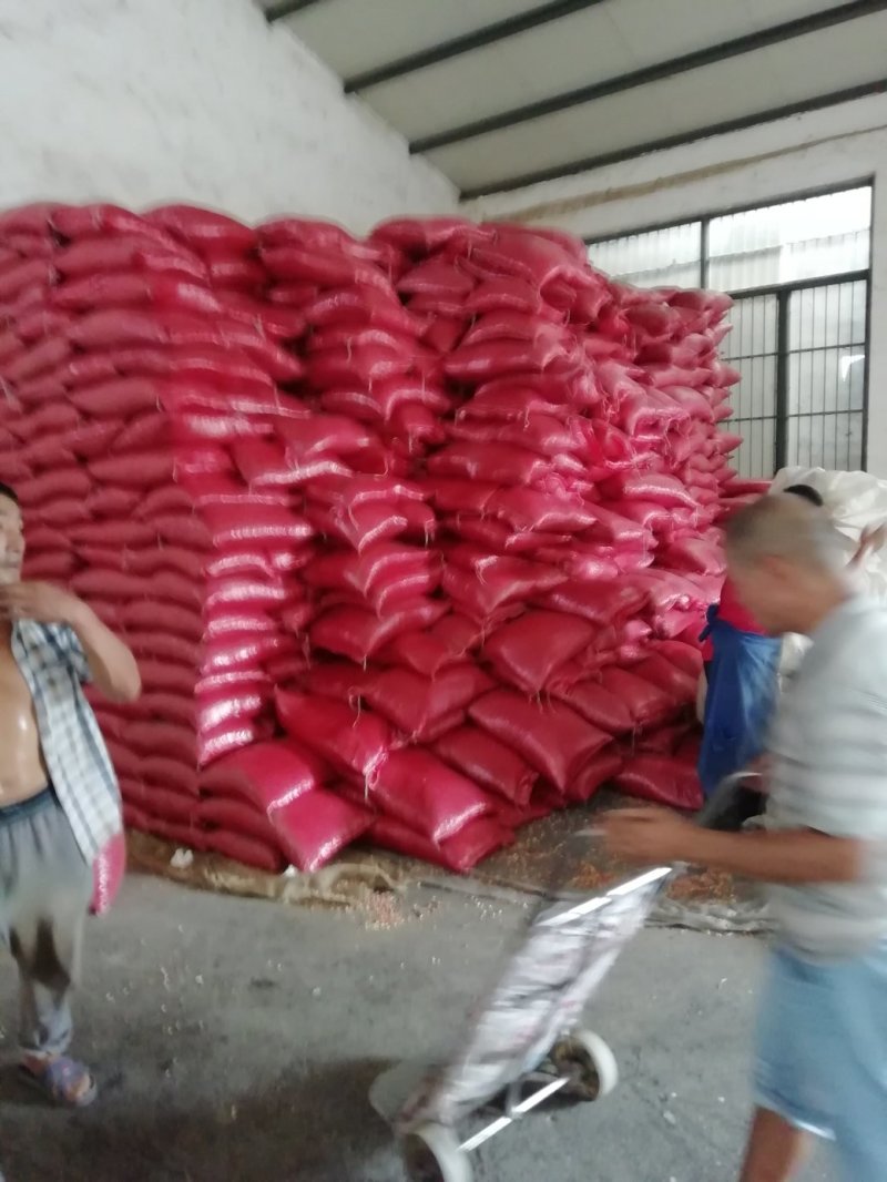 鲁花八号花生米，产地直发，山东省邹城市香城镇，